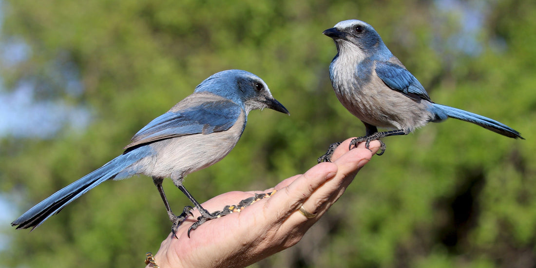 How to Keep Your Backyard Birds Coming Back