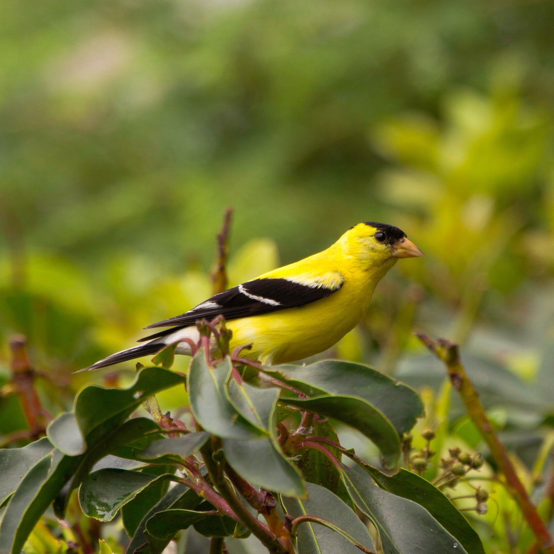 Best Bird Seed for Cardinals, Chickadees & Finches