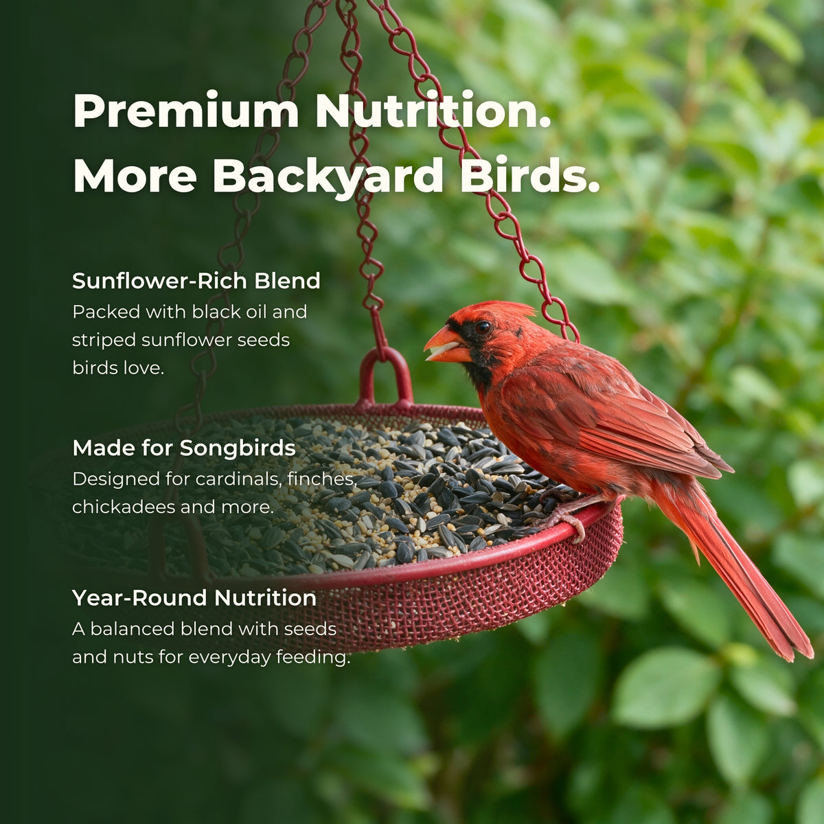 Premium Songbird Blend – 5 lb