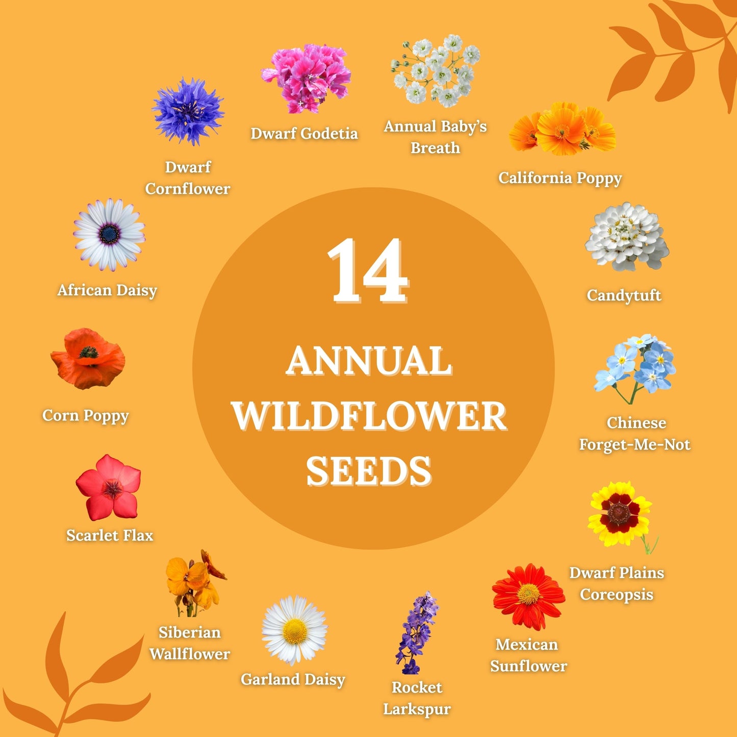 Pollinator Wildflower Mix – 4 oz